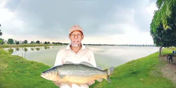 মৎস্য চাষে সফল উদ্যোক্তা আলিম